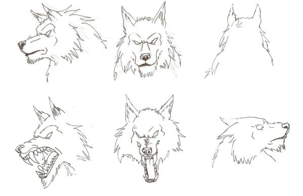 Волк для рисования