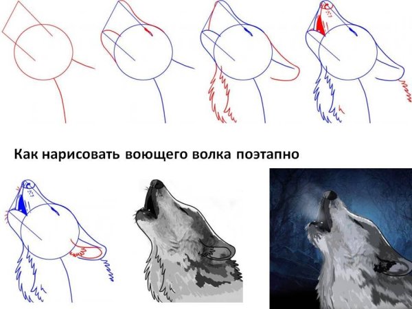 Построение головы волка