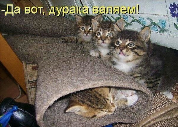 Смешные шутки о котятах