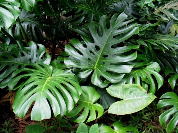 Монстера Делициоза (Monstera deliciosa)