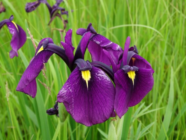 Касатик мечевидный (Iris ensata)