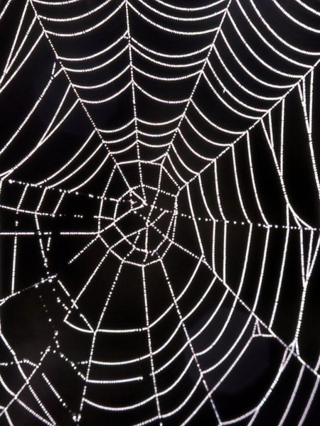 Айтолико паутина