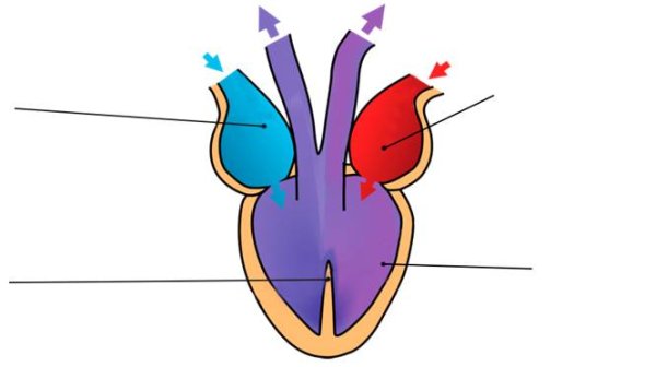 Пресмыкающиеся строение сердца