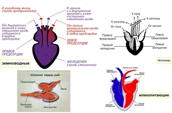 Строение сердца земноводных
