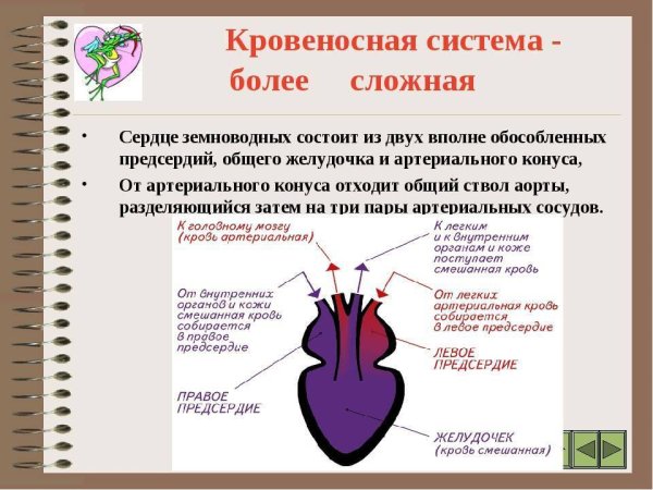 Сердце земноводных состоит