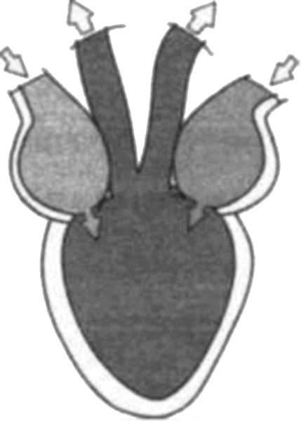 Сердце земноводных