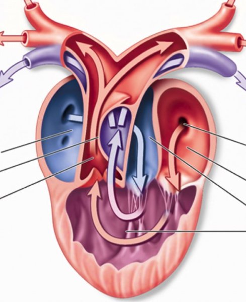 Схема строения сердца амфибий
