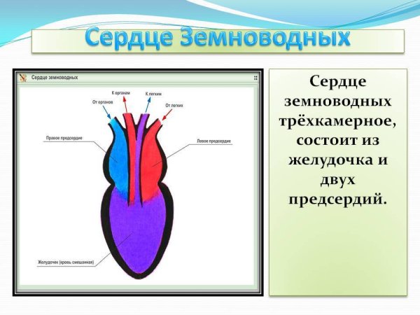 Модель строения сердца земноводных