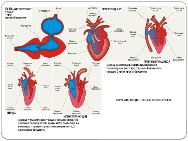 Схема строения сердца рептилий