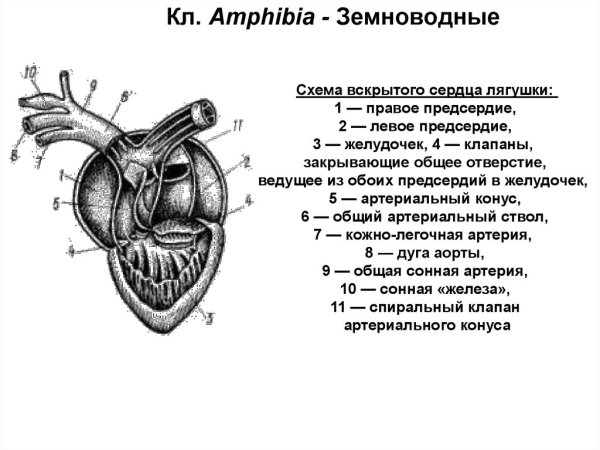 Схема кровеносной системы и сердца лягушки