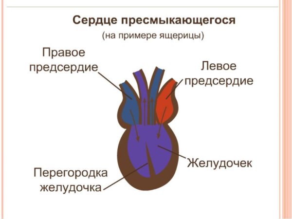 Кровеносная система земноводных 7 класс биология таблица