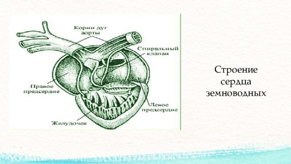 Трехкамерное сердце