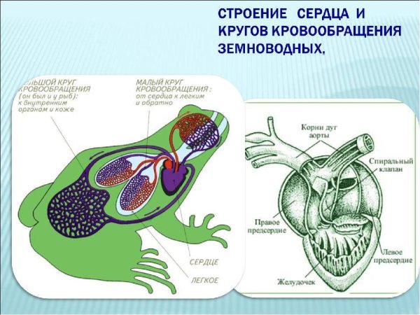 Трёхкамерное сердце и два круга кровообращения