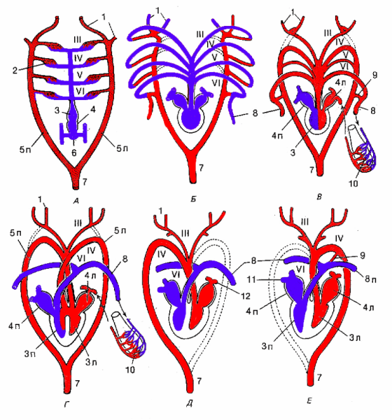 Эволюция кругов кровообращения