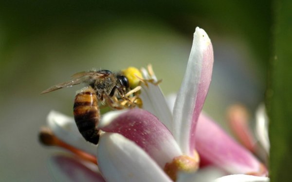Пчелиная пыльца (Bee pollen)