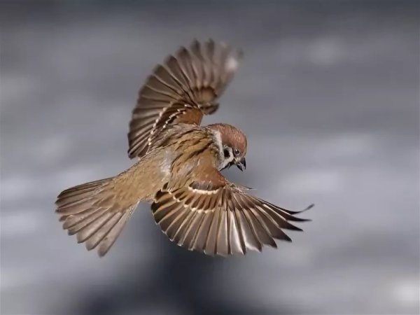 Крылья воробья