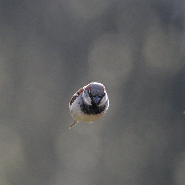 Полет воробья