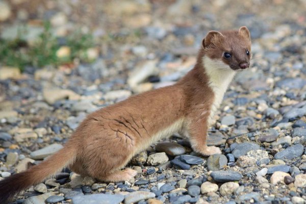 Горноста́й Mustela erminea