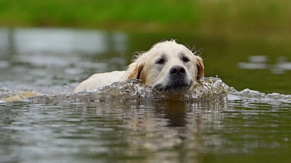 Собака плывет в воде