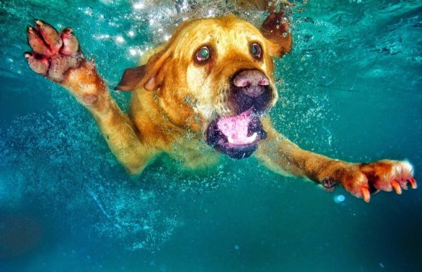 Собака прыгает в воду