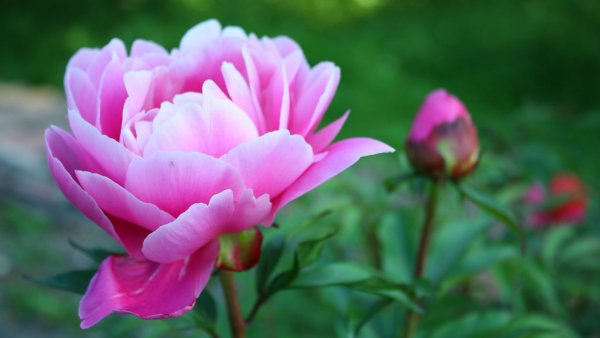 Paeonia (пион) Sweet Sixteen