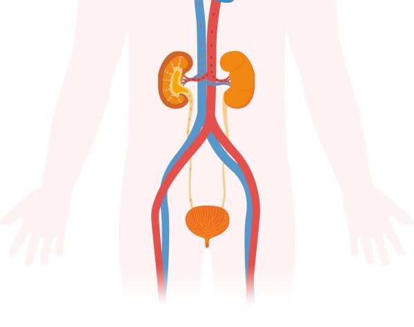 Выделительная система система