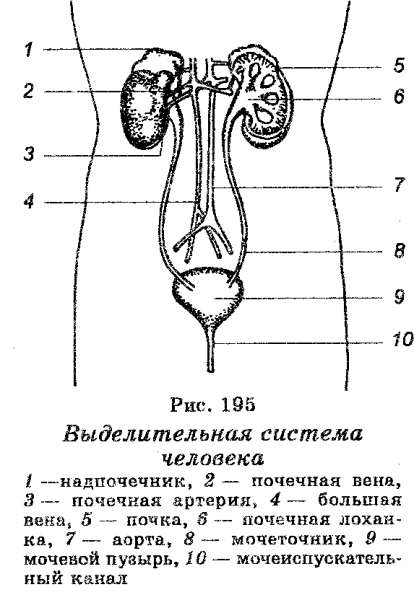 Мочевая выделительная система
