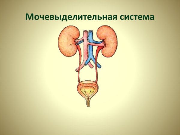 Выделительная система человека строение и функции