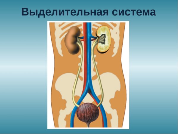 Выделительная система человека