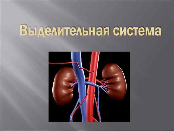 Схема строения выделительной системы