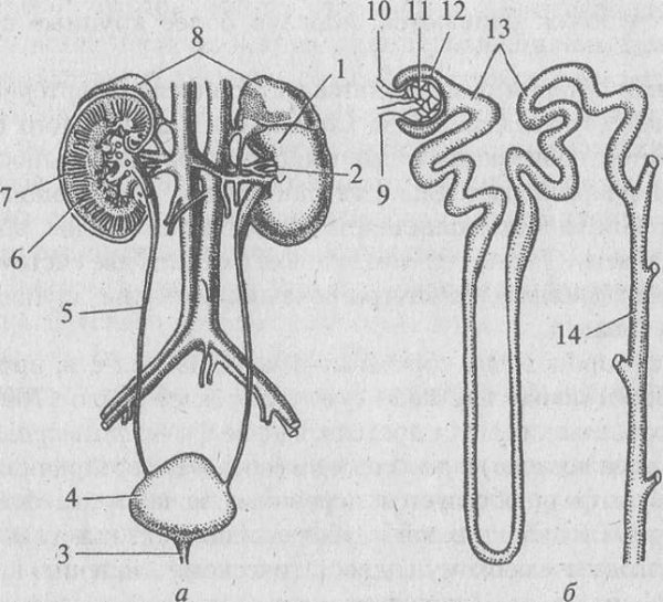 Строение выделительной системы рисунок