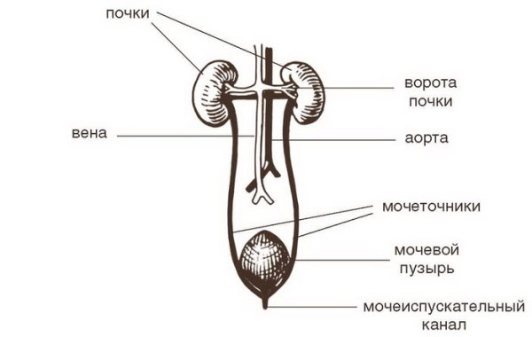 Строение и функции мочевыделительной системы схема