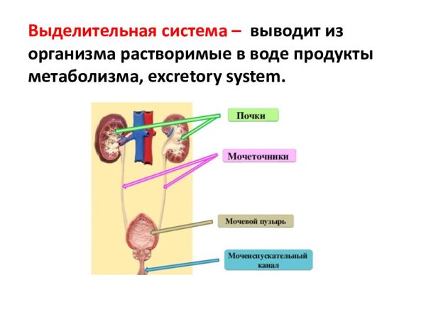 Vessie urinaire adnote l'image