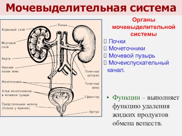 Строение мочевыделительной системы