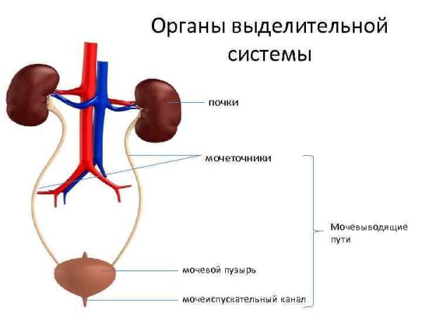 Система органов выделения. Функции почек