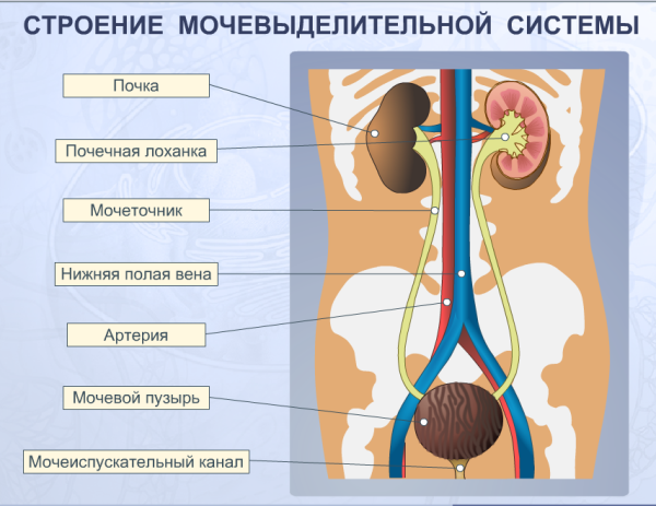 Почки мочевыделительная система анатомия человека строение