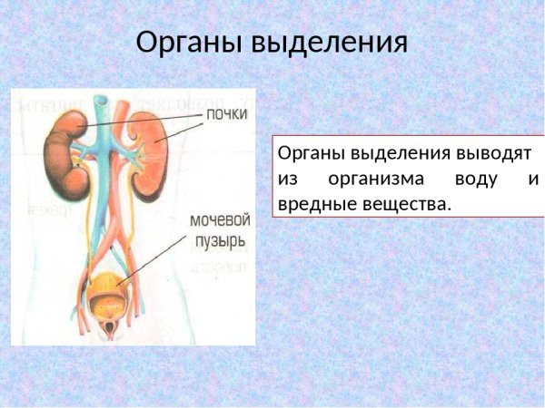 Выделительная система анатомия строение мочевого пузыря