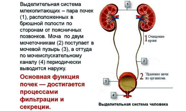 Строение выделительной системы анатомия