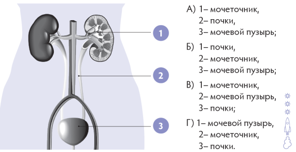 Строение почки почечная пирамида