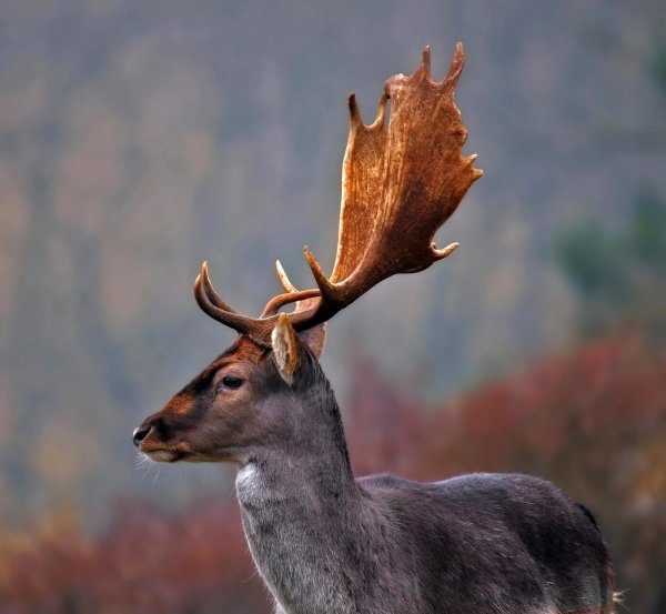 Сибирский олень