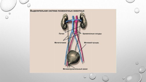 Строение системы органов выделения