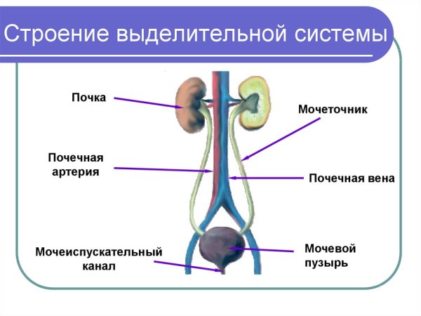 Выделительная система органы выделения