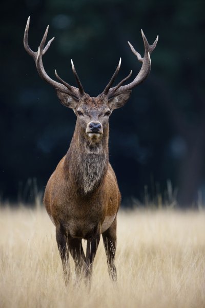 Благородный олень (Cervus elaphus)