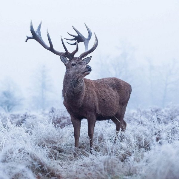 Благородный олень Рогач Winter