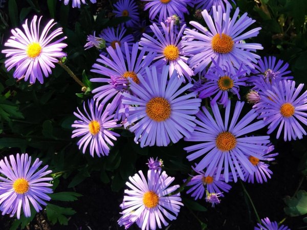 Астра Альпийская (Aster Alpinus) ‘Glory’