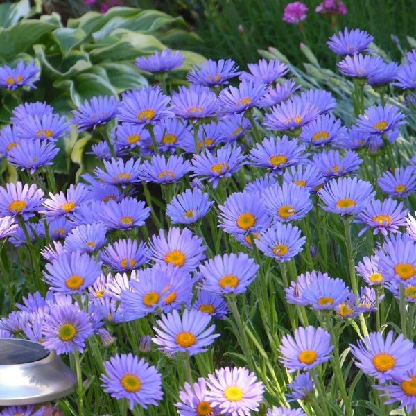 Астра Альпийская (Aster Alpinus)
