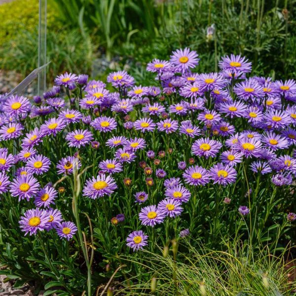 Астра Альпийская (Aster Alpinus)