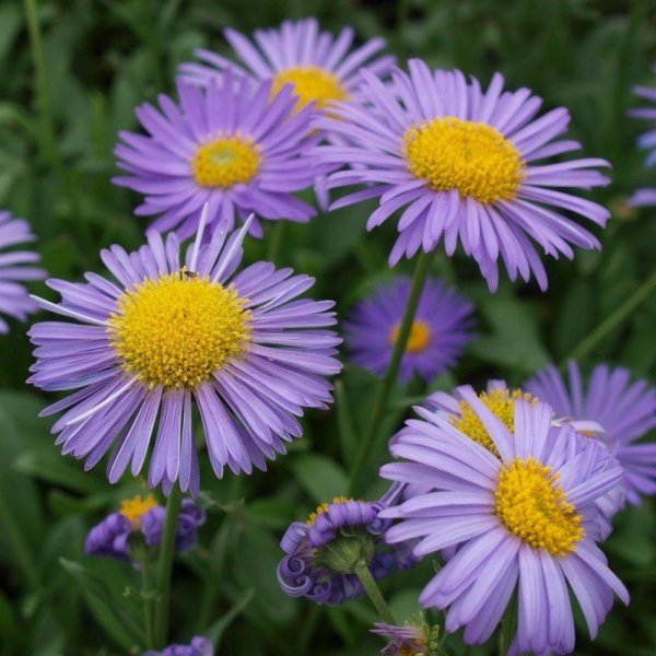 Астра Альпийская (Aster Alpinus)