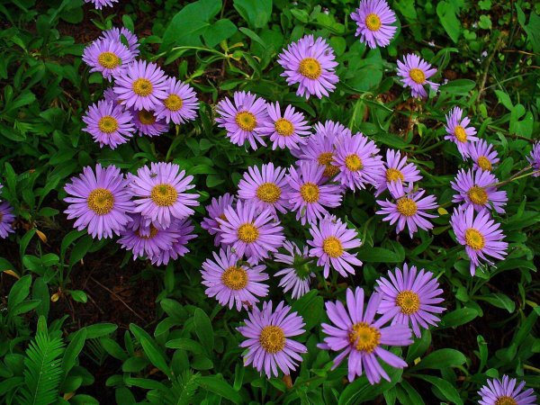 Астра Альпийская Дункле Шёне Aster Alpinus dunkle schöne