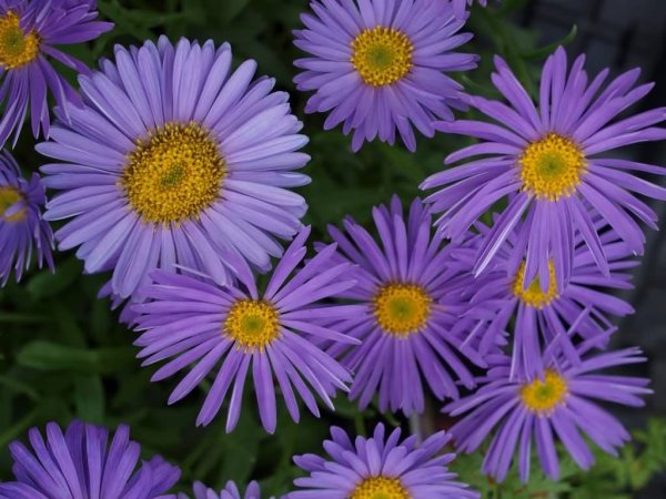 Астра Альпийская (Aster Alpinus)